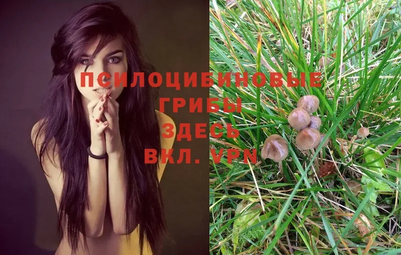 Галлюциногенные грибы MAGIC MUSHROOMS  Мосальск 